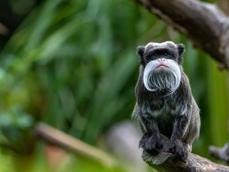 Emperor tamarin