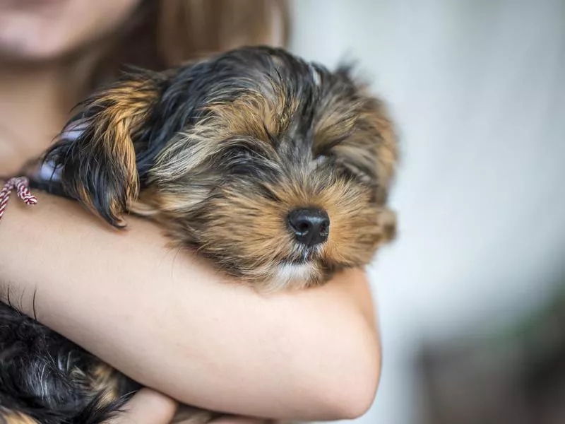 Hypoallergenic Yorkshire puppy