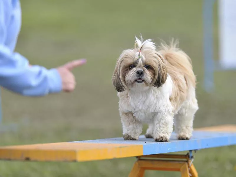 A cute and hypoallergenic shih tzu