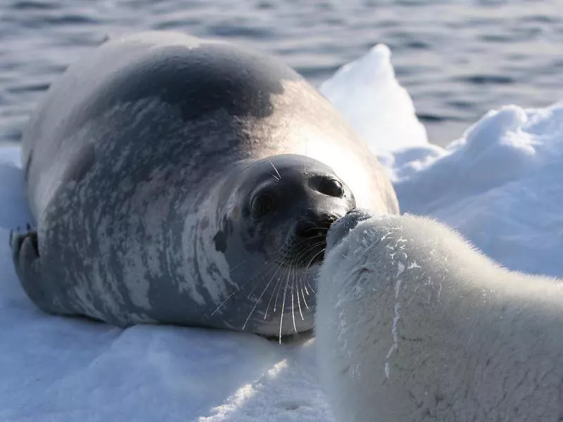 harp seals