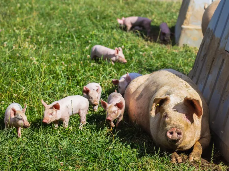 Mother pig and her piglets