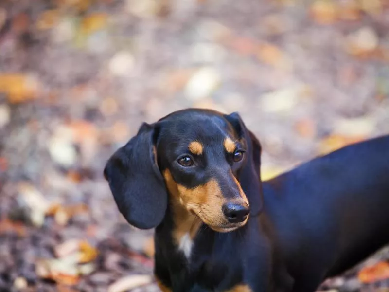 dachshund