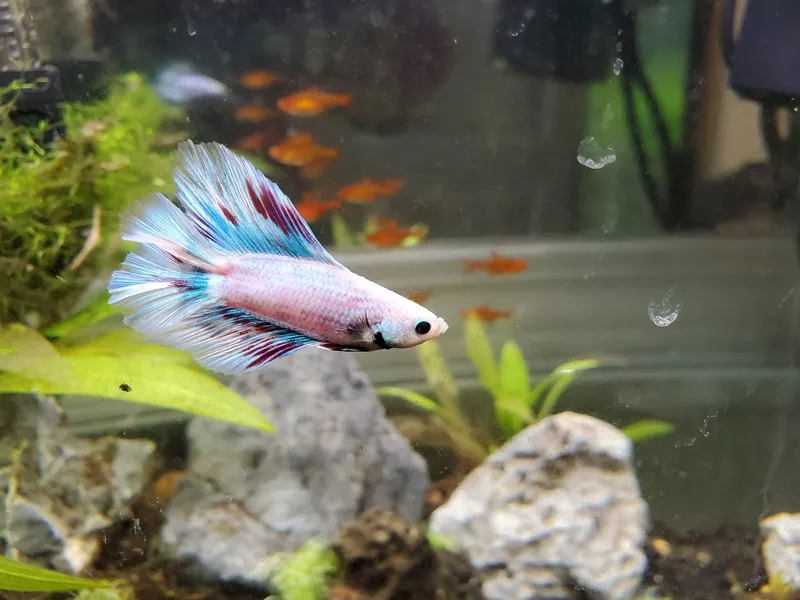 Colorful betta fish