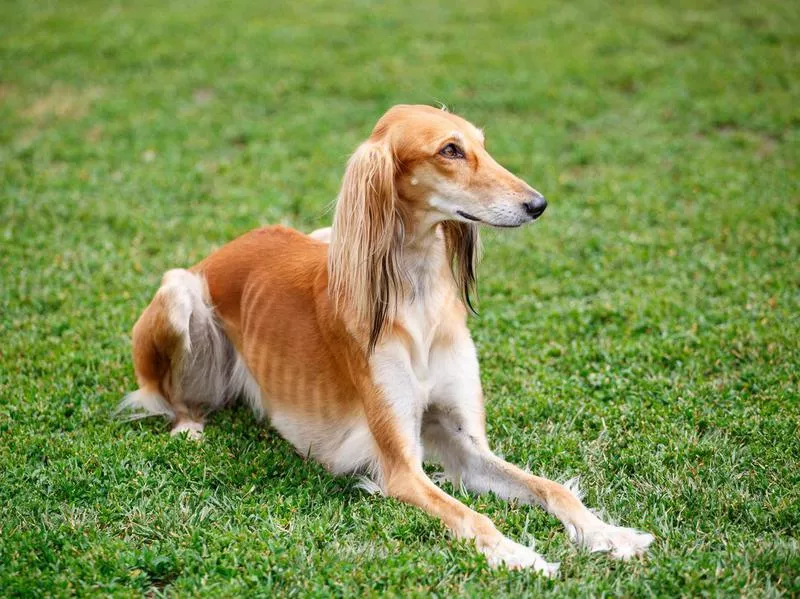 saluki