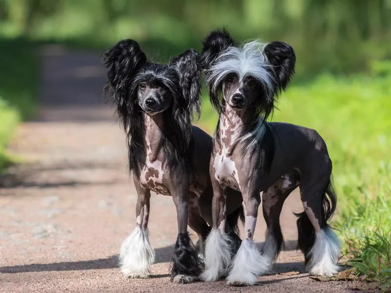 chinese crested pair of dogs