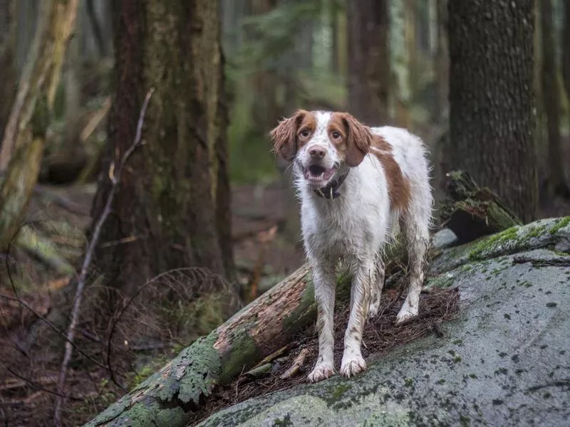 brittany spaniel