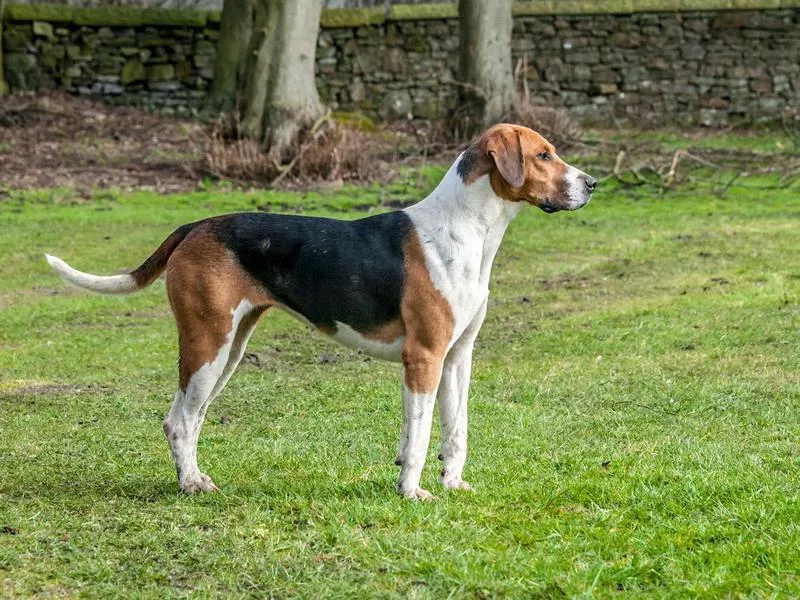 english foxhound