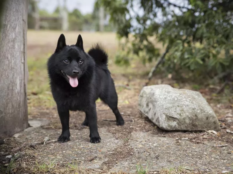 schipperke