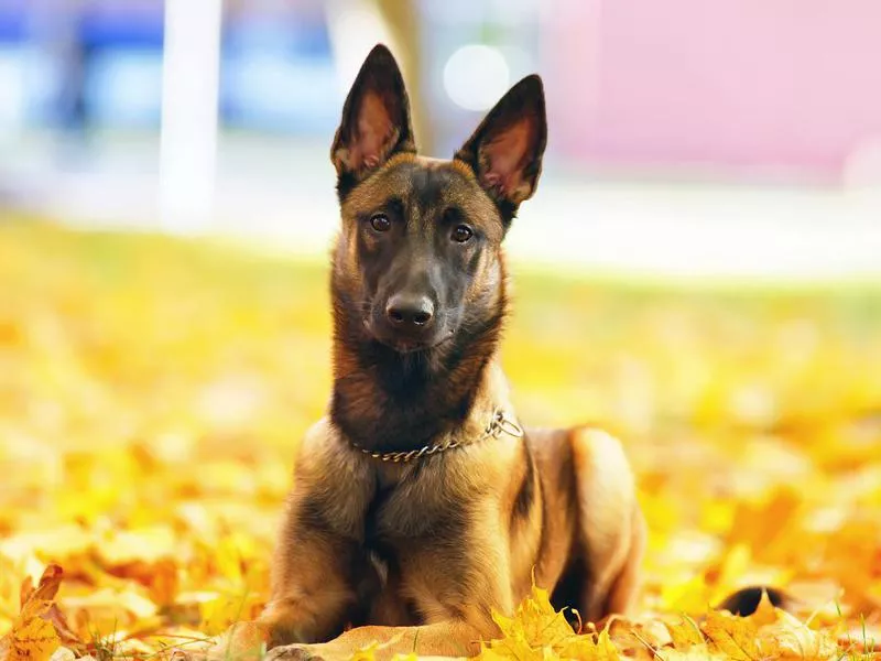 belgian malinois