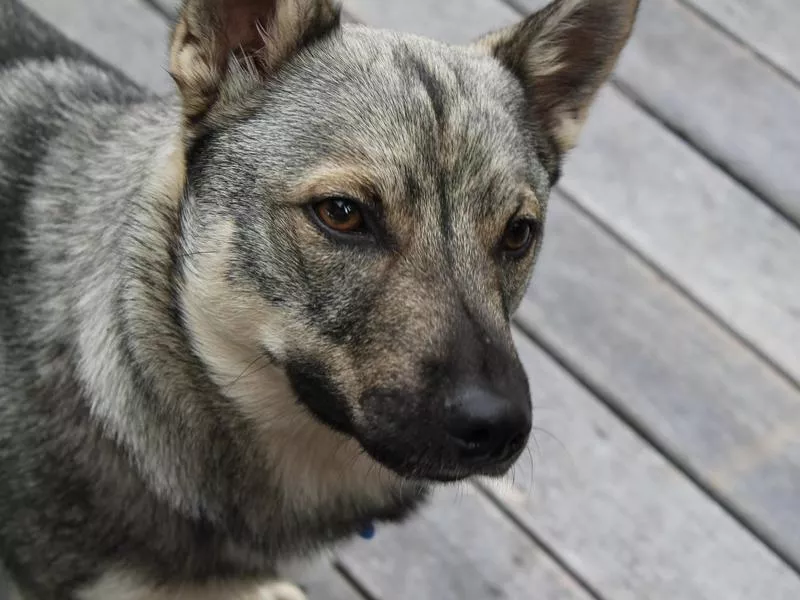 vallhund