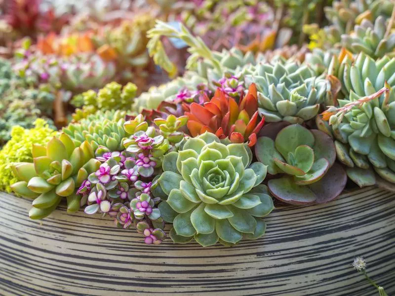 Choose Hardy Succulents