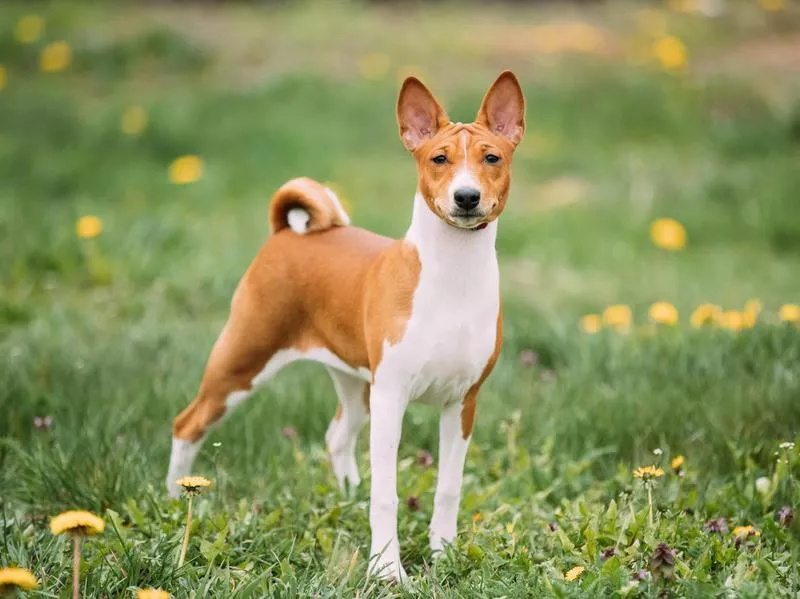 basenji