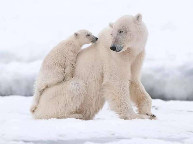 polar bears