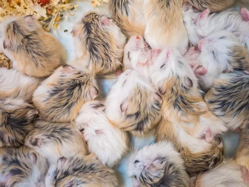 hamsters