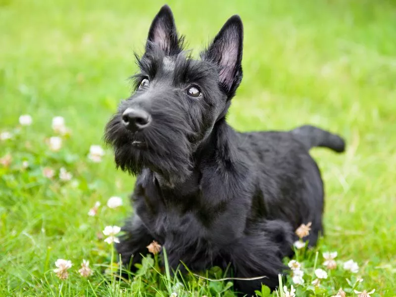 scottish terrier