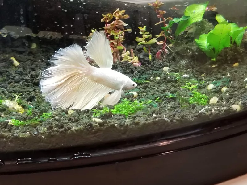 White betta fish