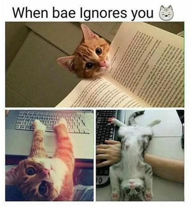 Cute cat meme