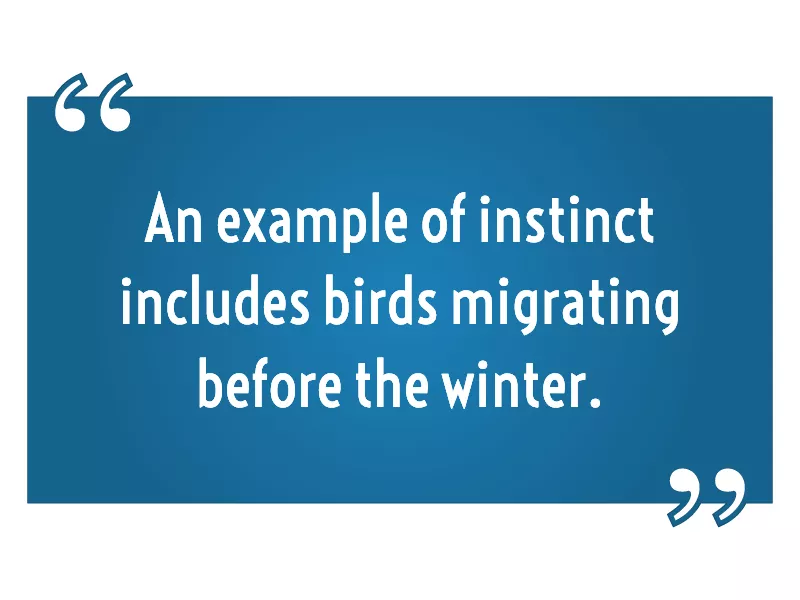 An example of instinct includes birds migrating before the winter