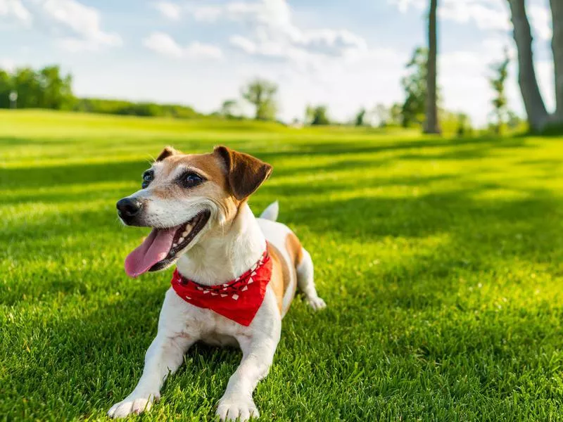 jack russells