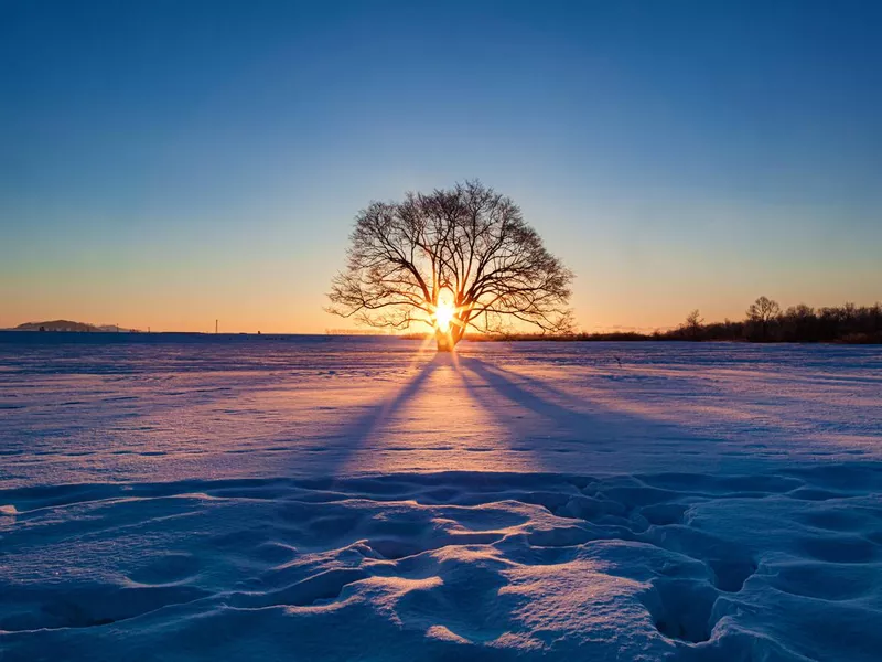 Winter daybreak scenery of Harunire tree at Toyokoro town in Hokkaido prefecture, Japan