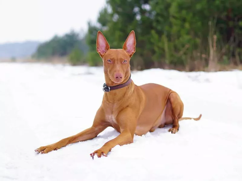 pharaoh hound