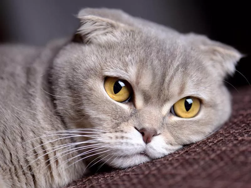 Scottish Fold