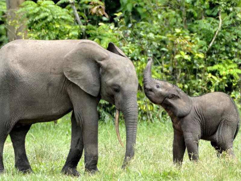 elephants