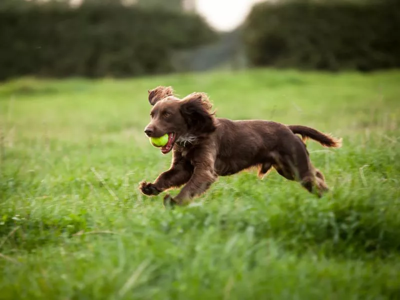 boykin spaniel