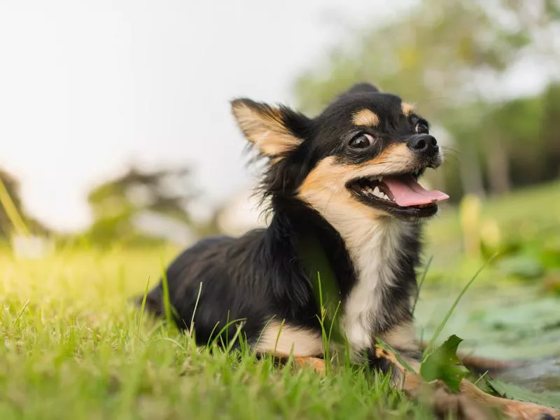 35 best small dog breeds best sale