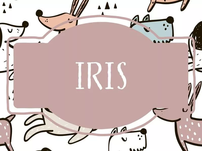 Iris