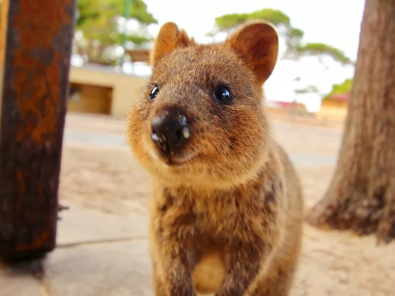 Quokka