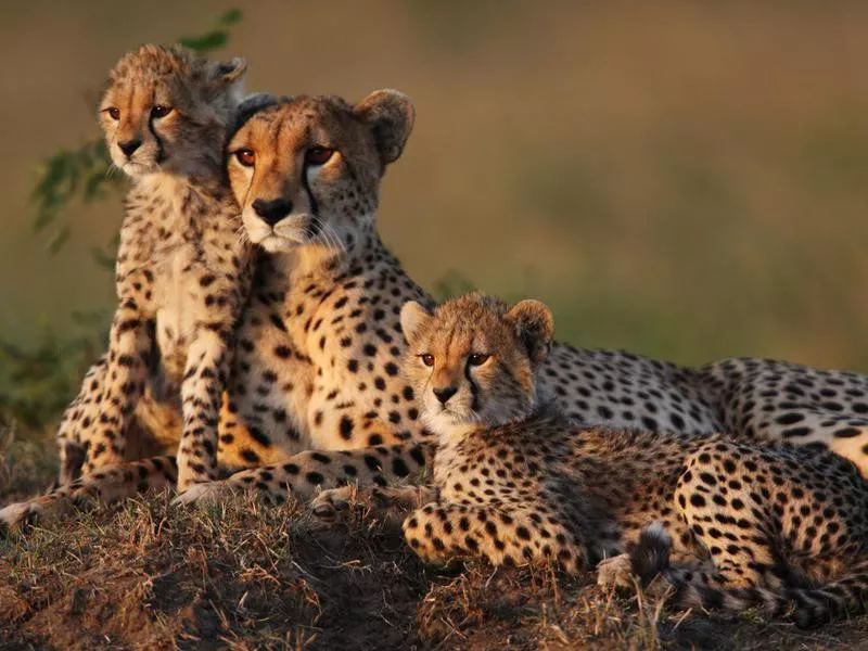 cheetahs