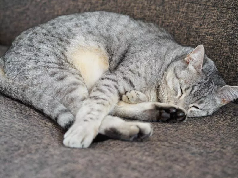 Egyptian Mau