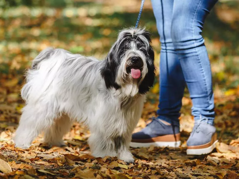 tibetan terrier