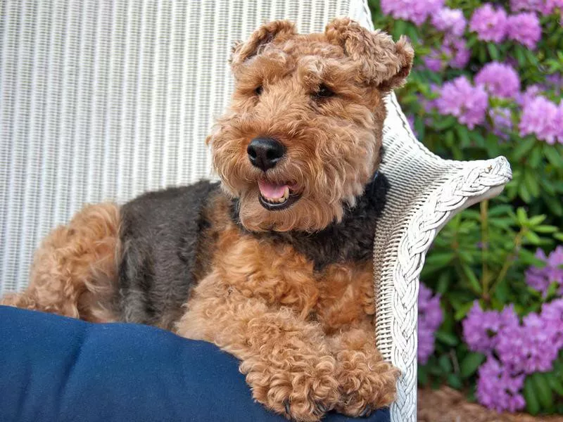 welsh terrier