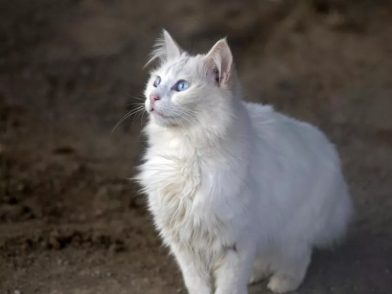 Turkish Angora