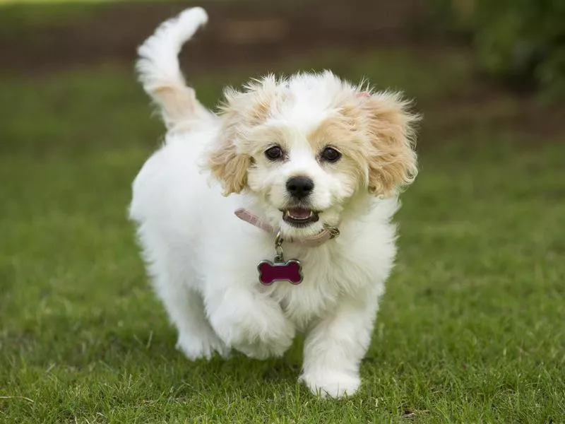 cavachon