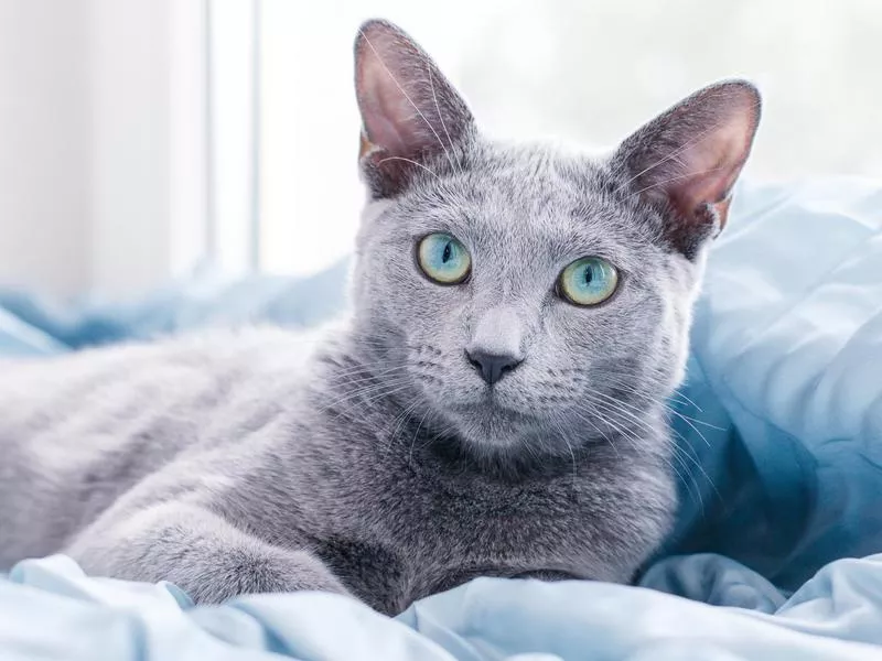 Russian Blue