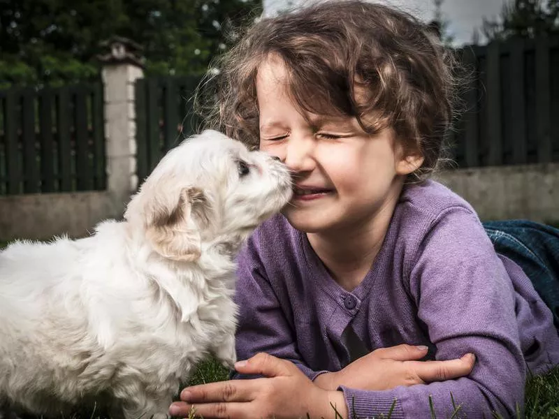 havanese