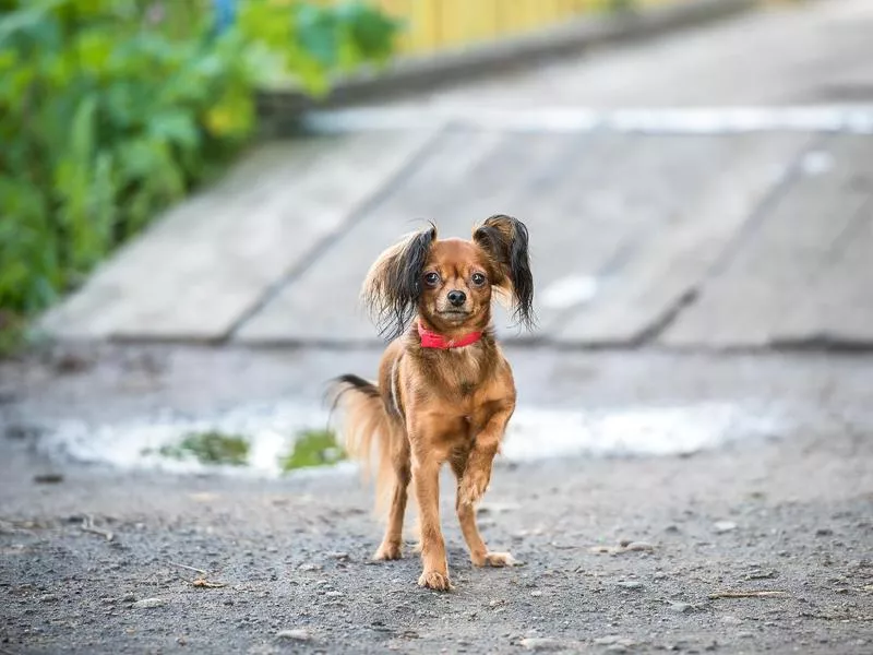 russian toy dog breed