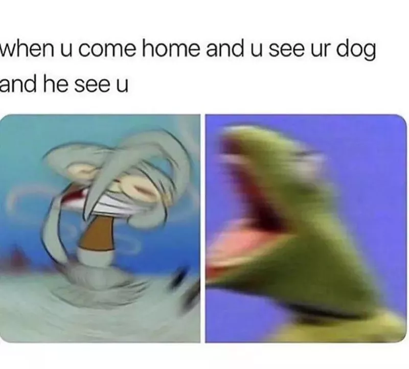 Spongebob: How dogs react when you get home