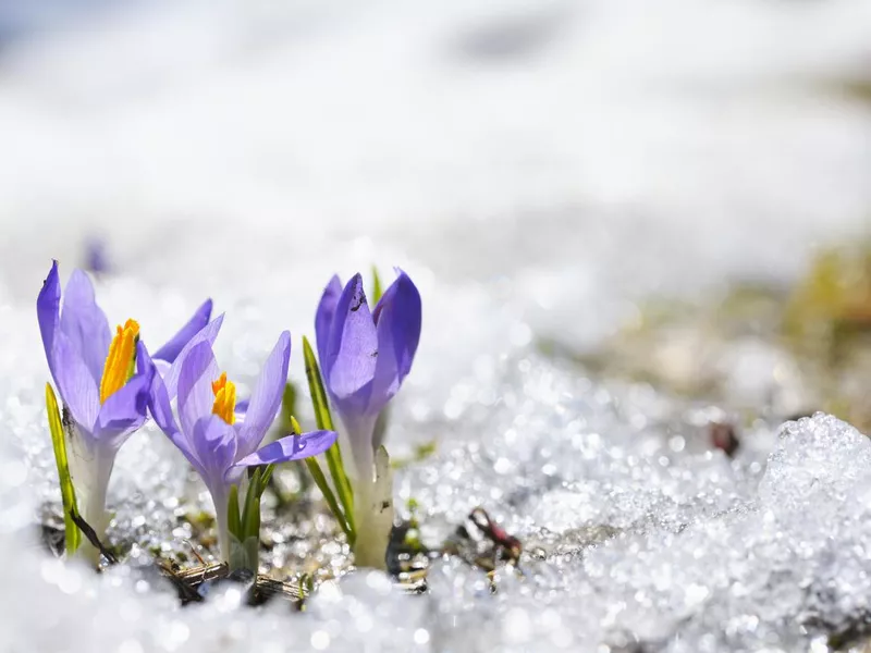 Spring flowers