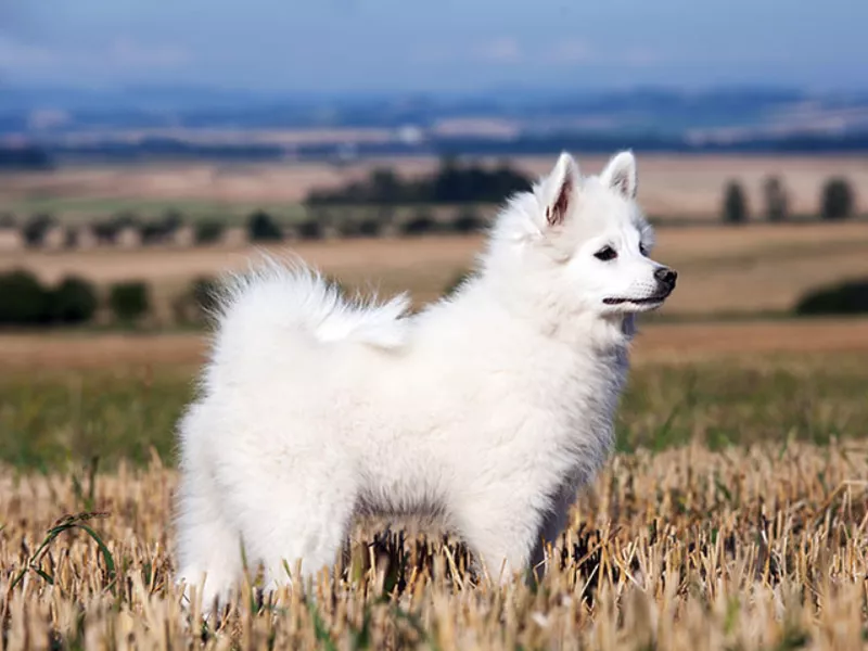 german spitz