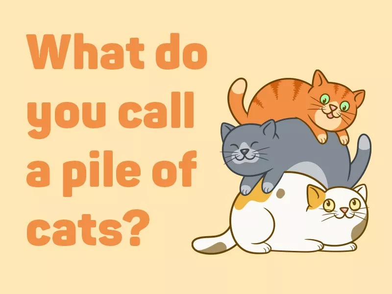 Pile of cats