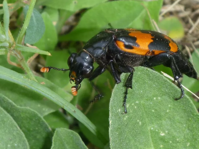 Sexton carrion burying beetle carnivore climbs Morrison Colorado