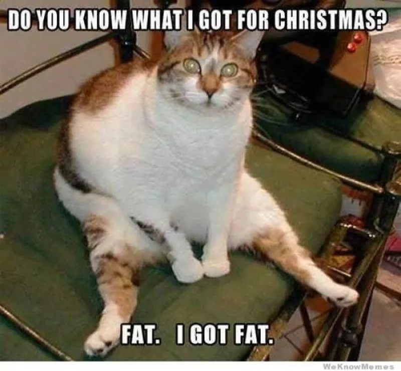 Fat cat meme