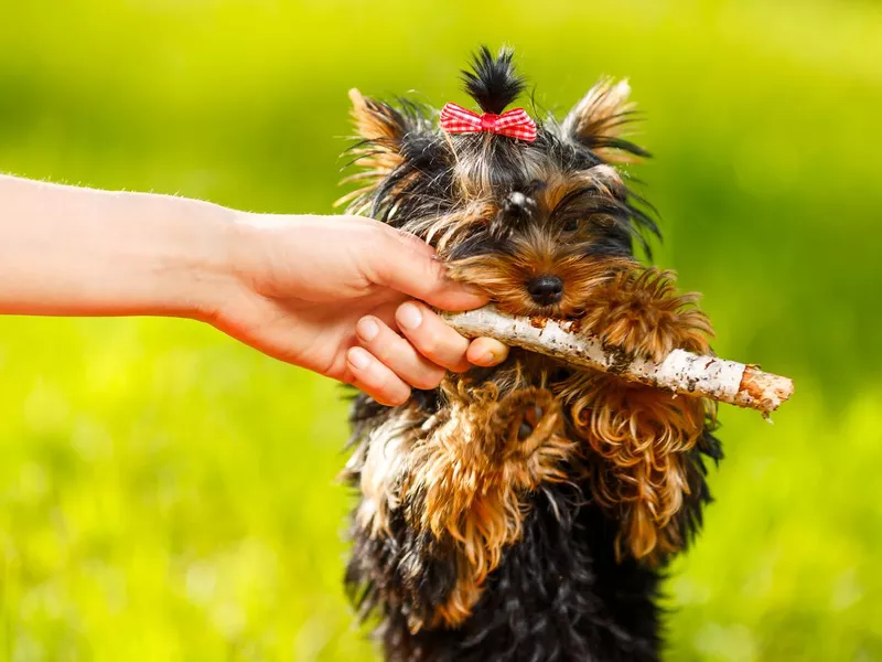 Man pulling stick from dog - small Yorkshire terrier. Summer, park.