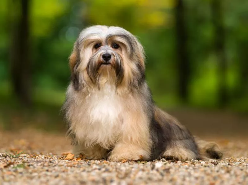 havanese