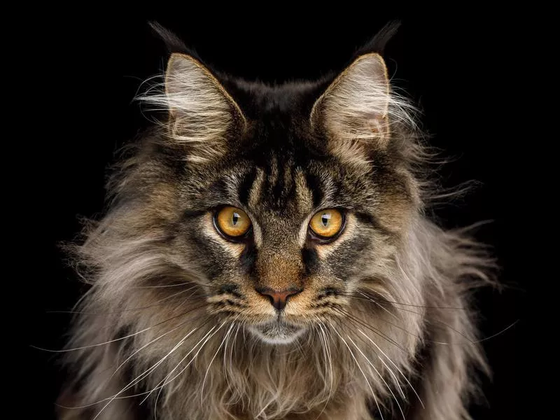 Maine Coon