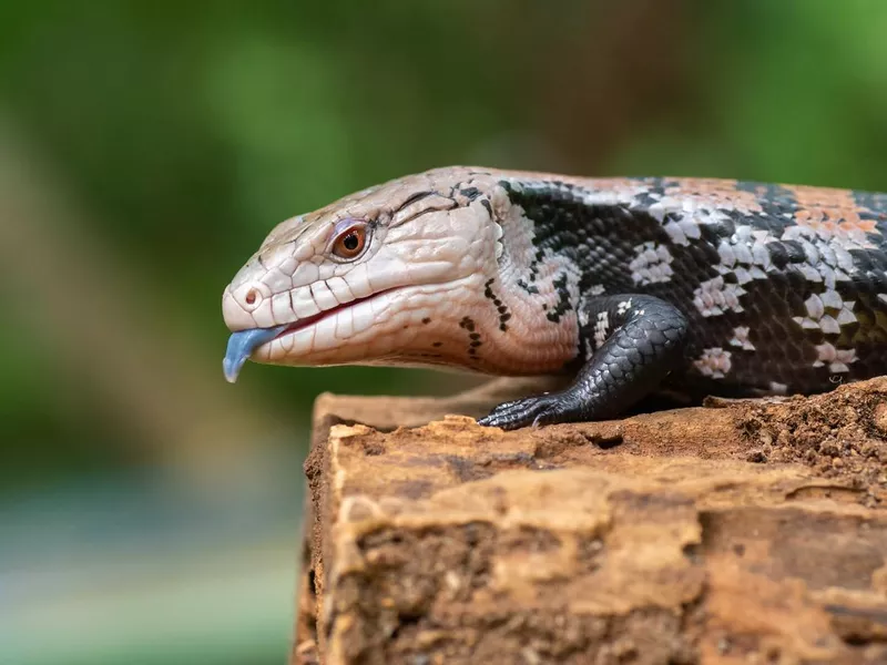 Blue tongue skink sitting on old log